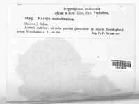 Naevala perexigua image